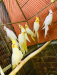 Cocatiel bird